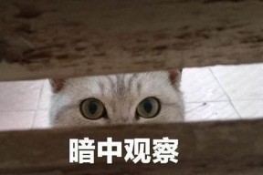 娱乐吃瓜君暗中观察,娱乐吃瓜君暗中观察背后的真相